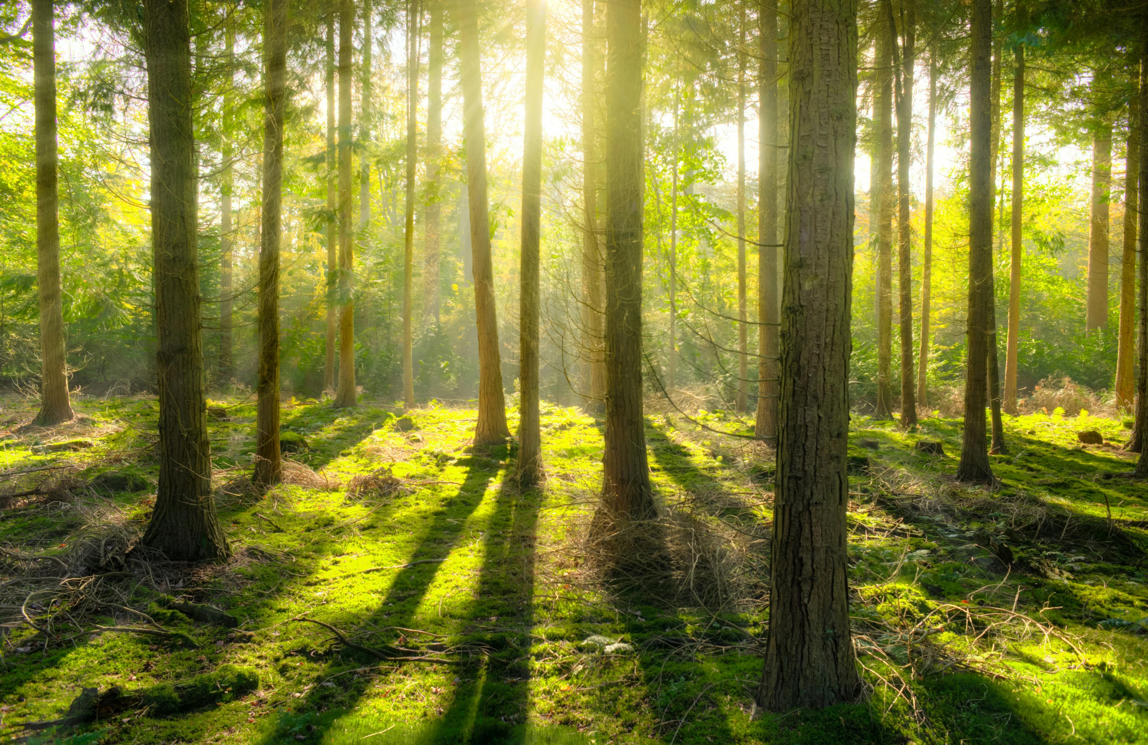 Wald mit Sonnenlicht als Symbol fuer Nachhaltigkeit und CBAM-Reporting